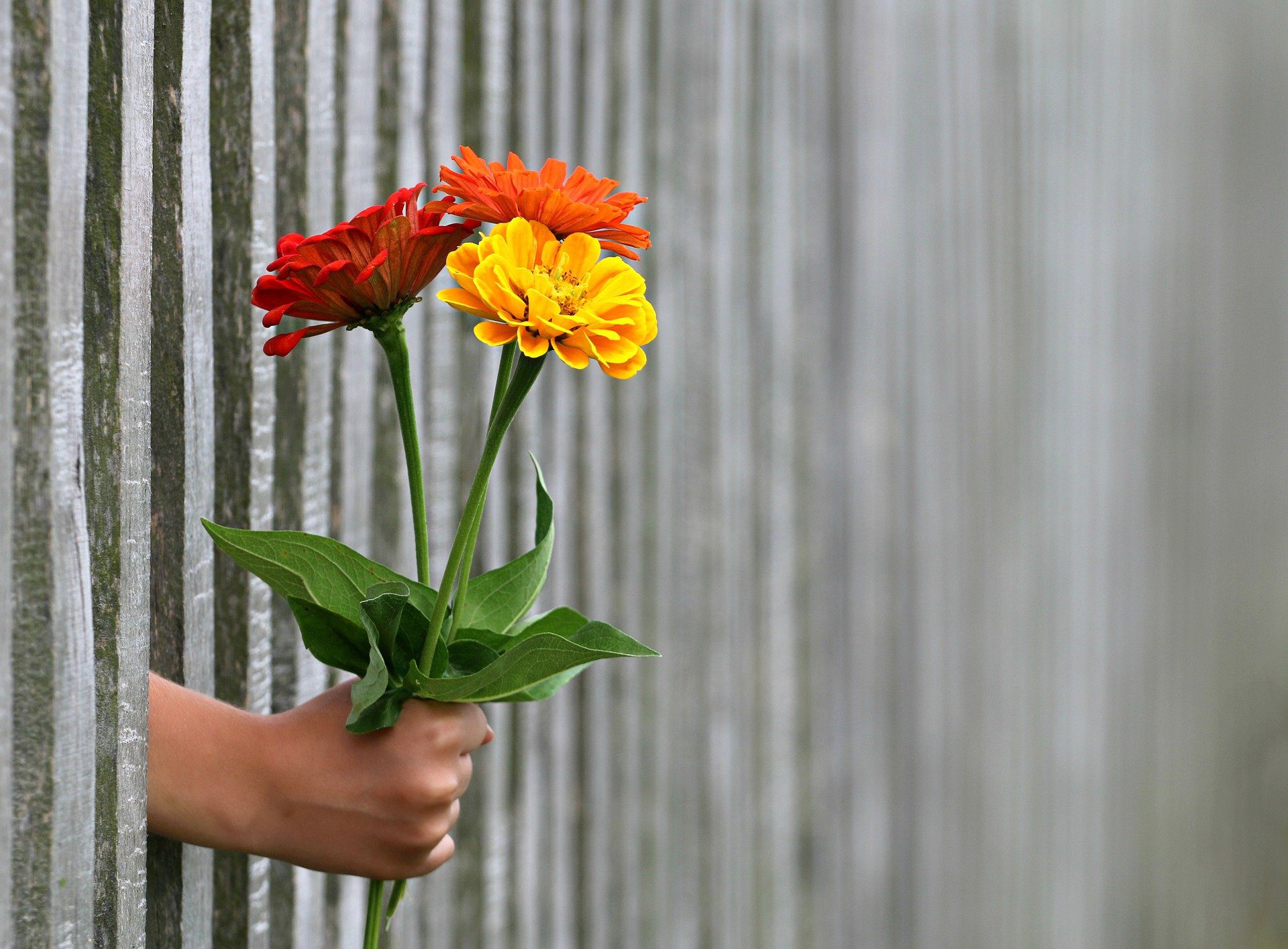 mano che porge un mazzo di fiori oltre la ringhiera