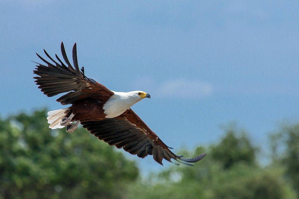 Foto di un'aquila in volo con le ali spiegate