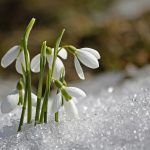 fiori di bucaneve tra la neve