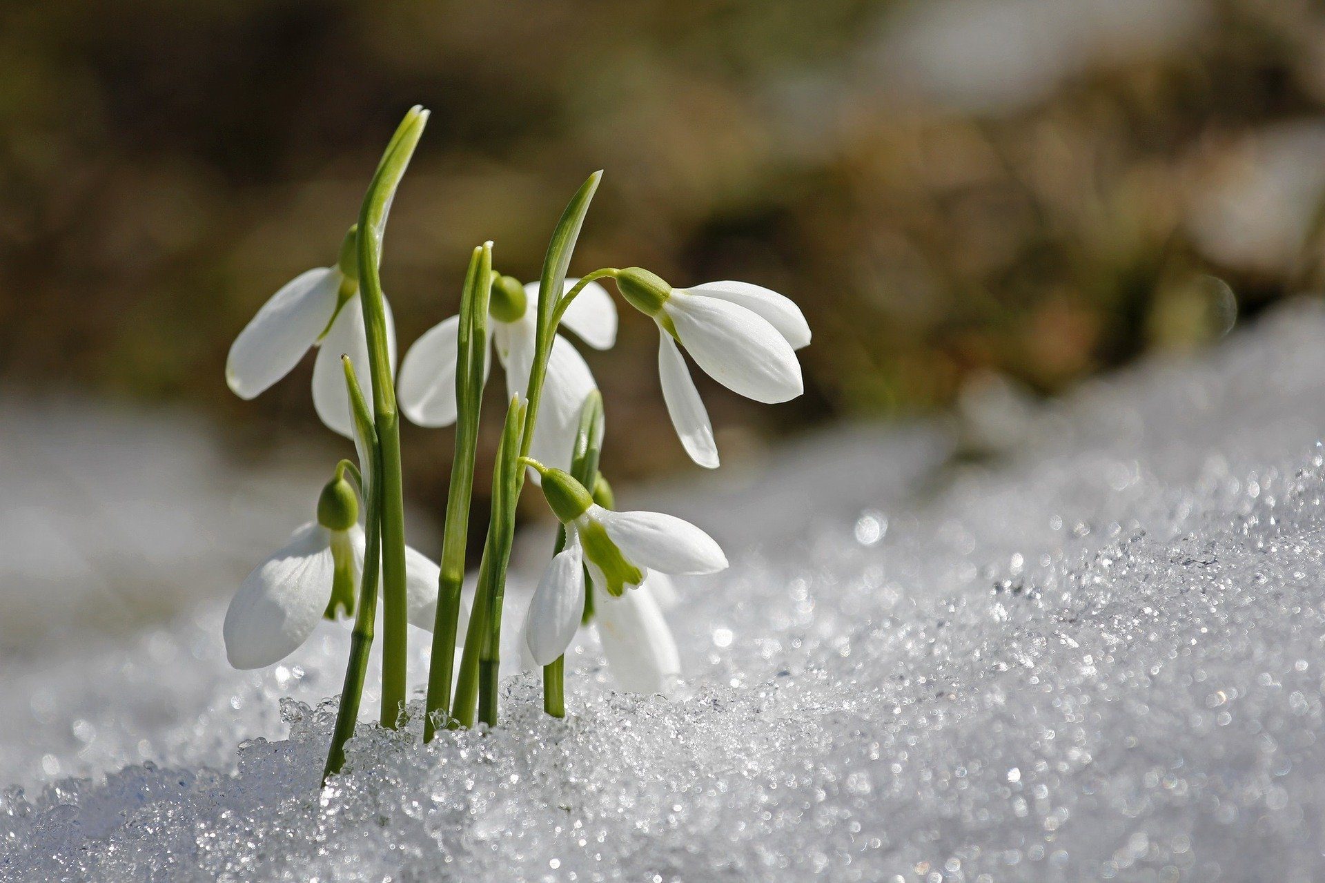 fiori di bucaneve tra la neve