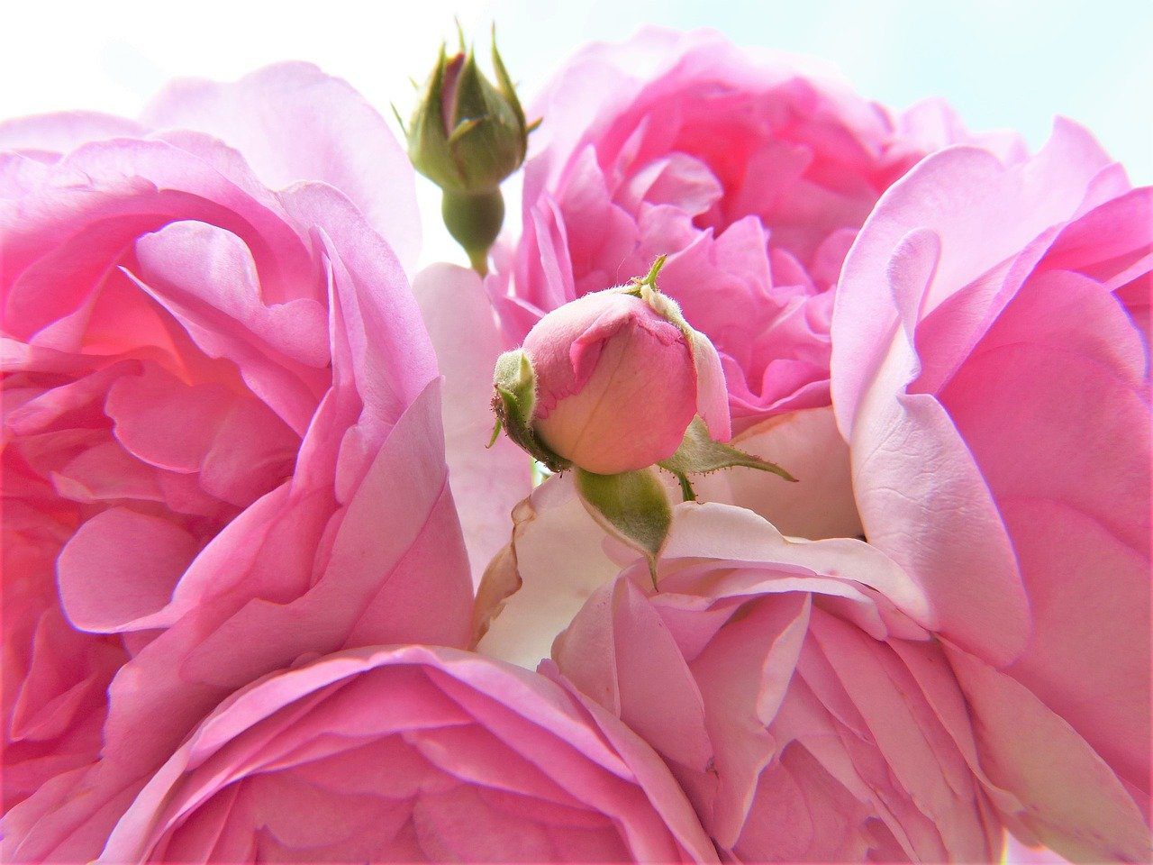 Rose sbocciate e boccioli pronti a crescere