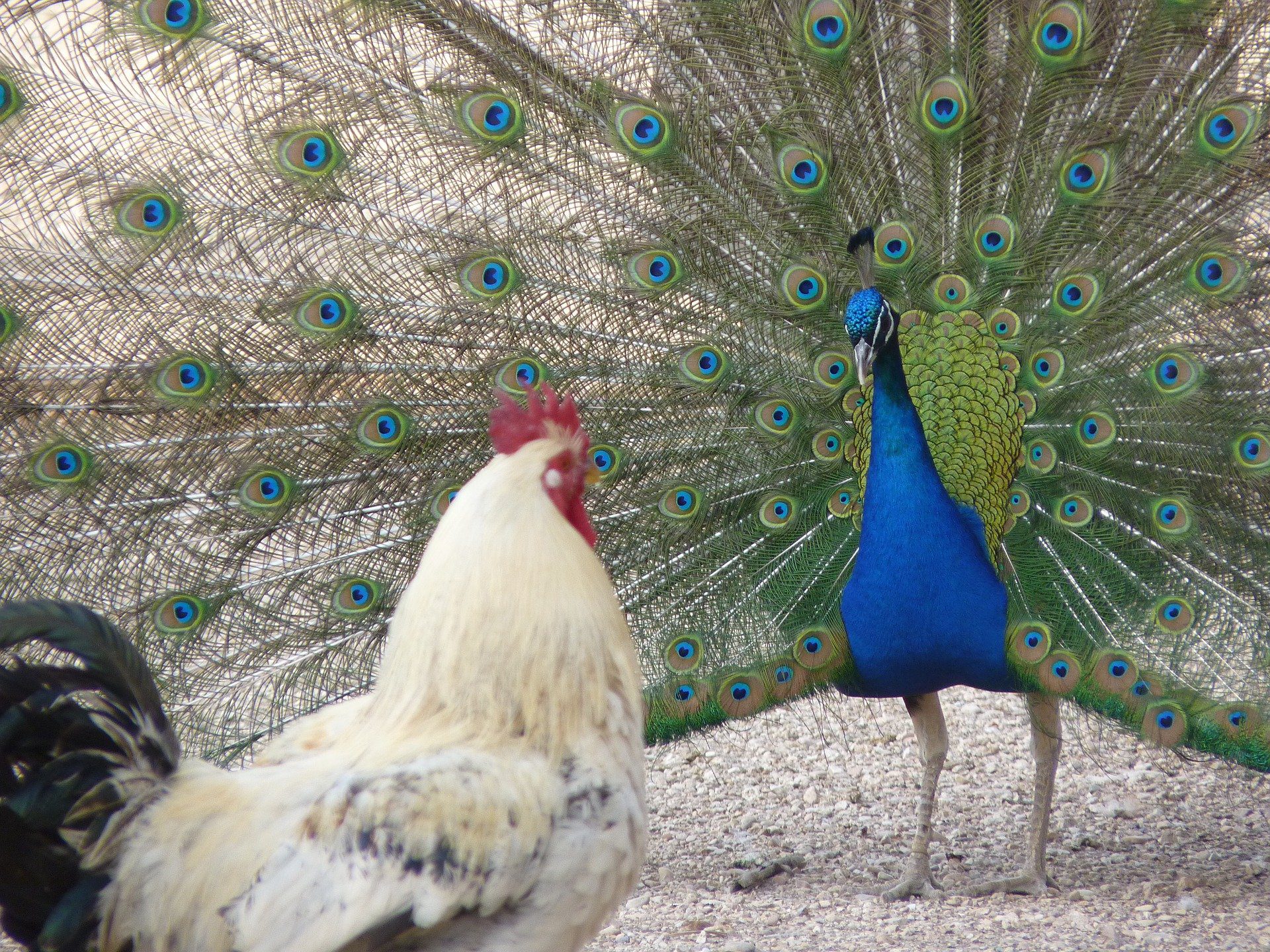 un pavone fa la ruota di fronte a un gallo