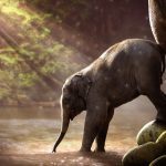 un elefante grande aiuta un elefante piccolo ad attraversare il fiume
