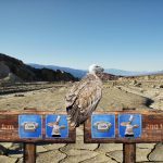 un avvoltoio appollaiato su due indicazioni stradali opposte ma identiche in un deserto