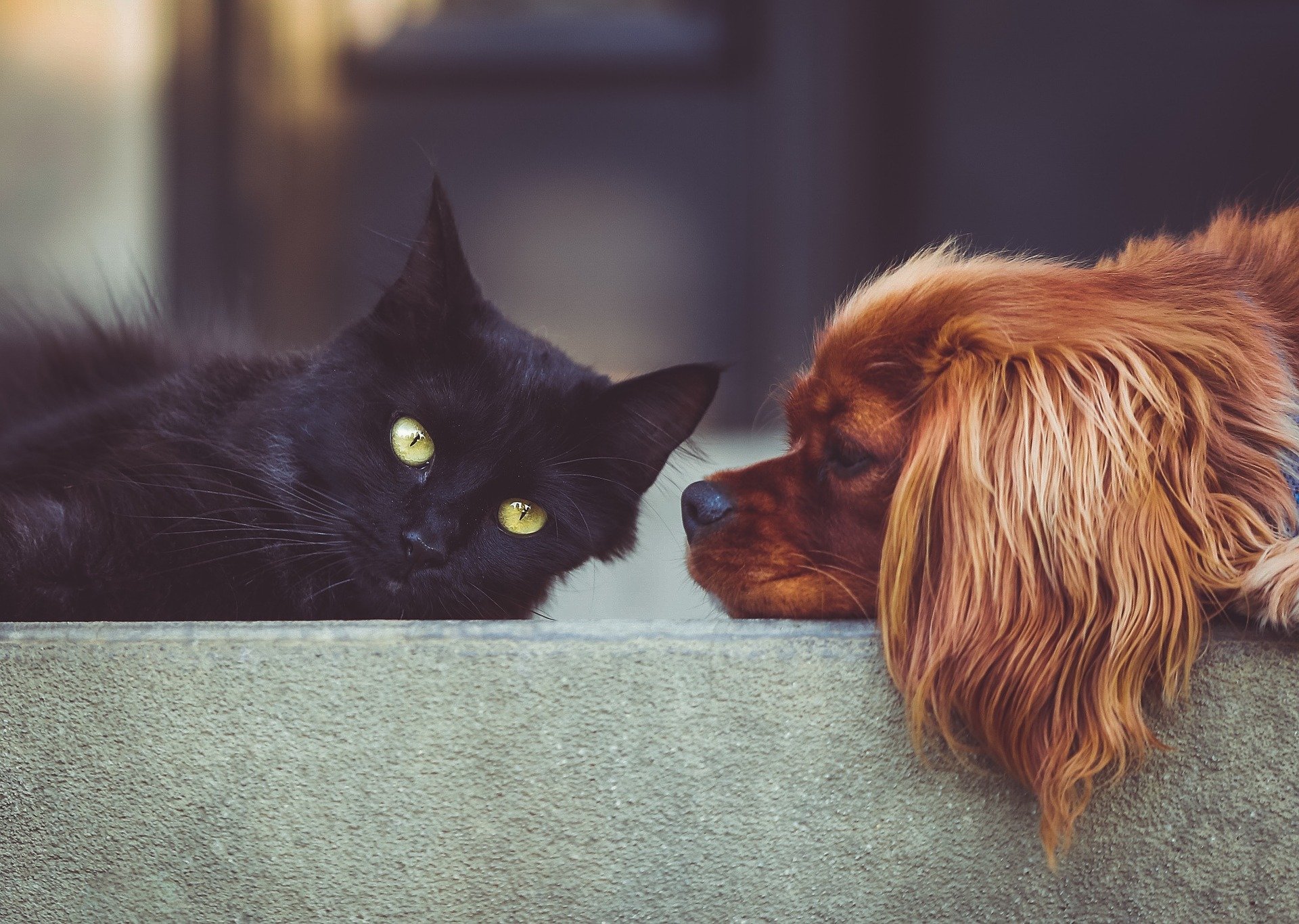 un gatto nero accanto ad un cane marrone