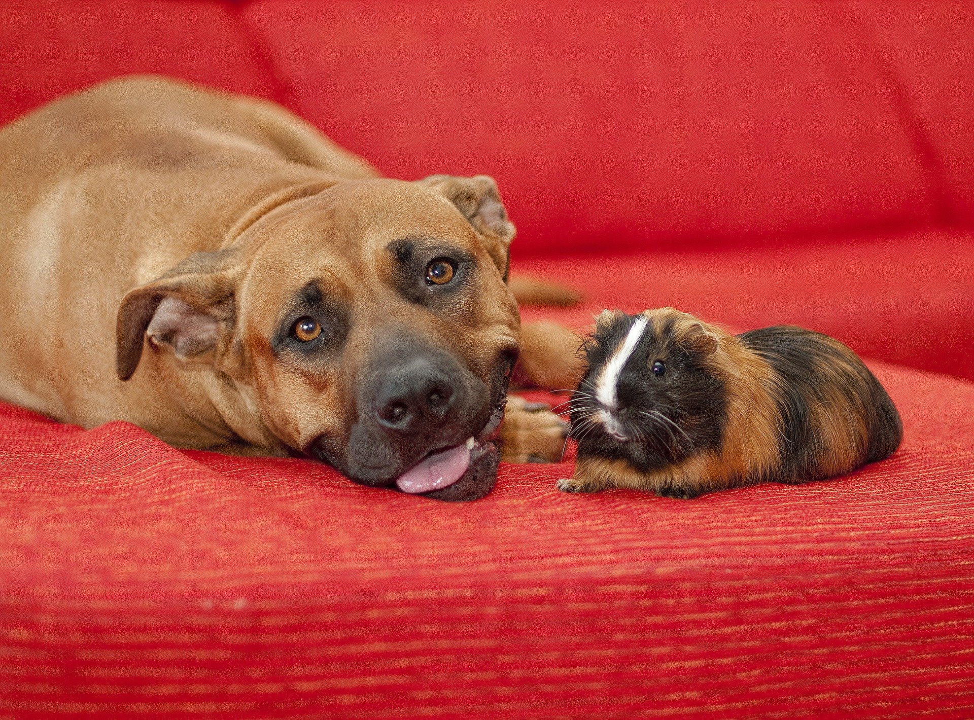 un cane e un criceto insieme su un divano rosso