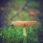 un fungo rosso sul tappeto erboso