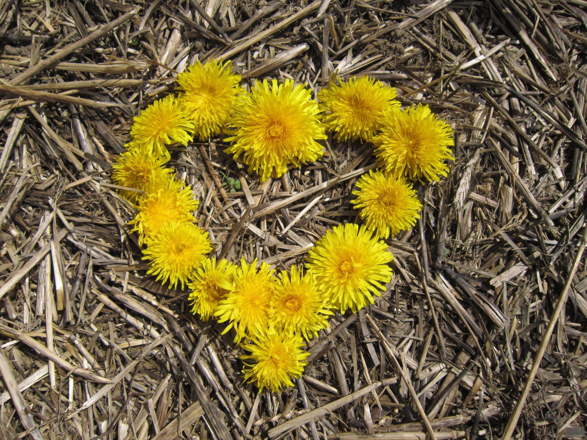 cuore formato con fiori gialli sopra la paglia