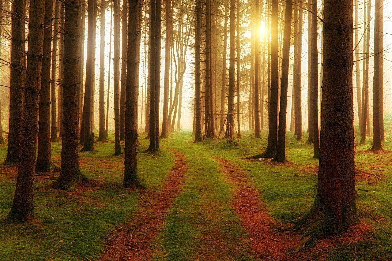 Dentro un folto bosco, penetrano raggi di sole che illuminano il sentiero